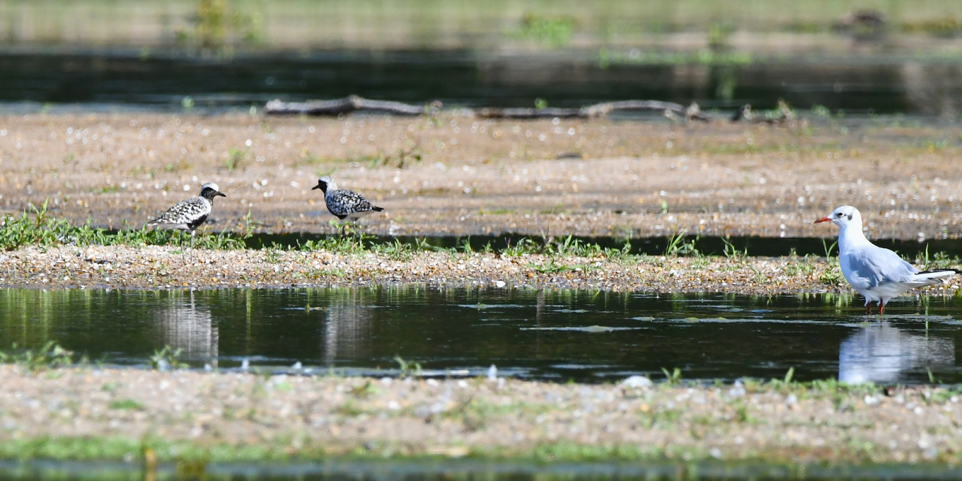 Des pluviers argentés dans le Loiret